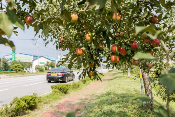 충북 충주시의 사과가 주렁주렁 달려있는 사과나무 가로수길 풍경. /사진제공=한국관광공사