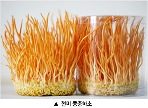 동충하초 이미지