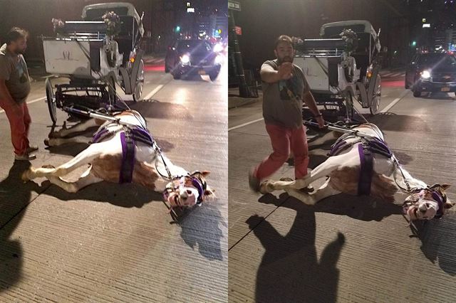 지난 9월5일 미국 뉴욕에서 관광 마차를 끄는 말이 도로 한복판에 쓰러져 일어나지못하고 있다. 뉴욕클래스 페이스북