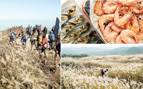 사진 왼쪽부터 충남 보령 오서산 정상 억새, 충남 보령 무창포 전어와 대하구이, 충북 충주 억새 출렁이는 비내섬, 강원 정선 억새. [사진 제공 = 한국관광공사]