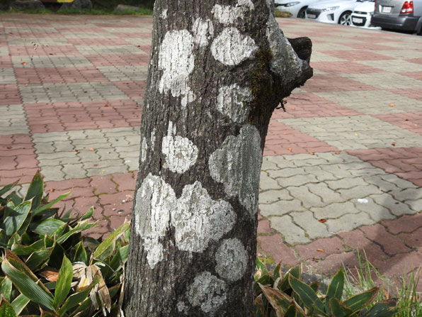 지의류로 덮인 나무. 한라산 어리목