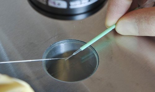 '유전자 조작 기구'가 단돈 12만원? - 세계일보