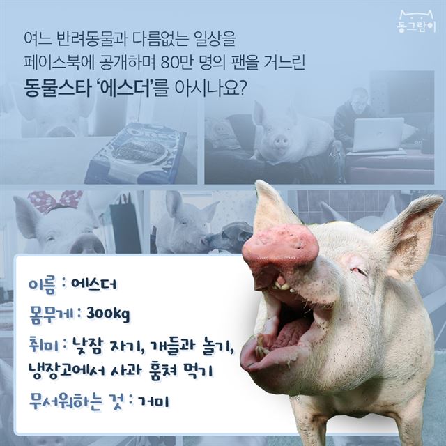 행복한 돼지 이미지