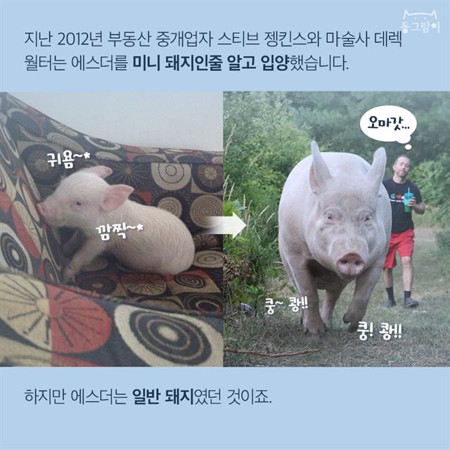 행복한 돼지 이미지