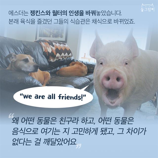 행복한 돼지 이미지