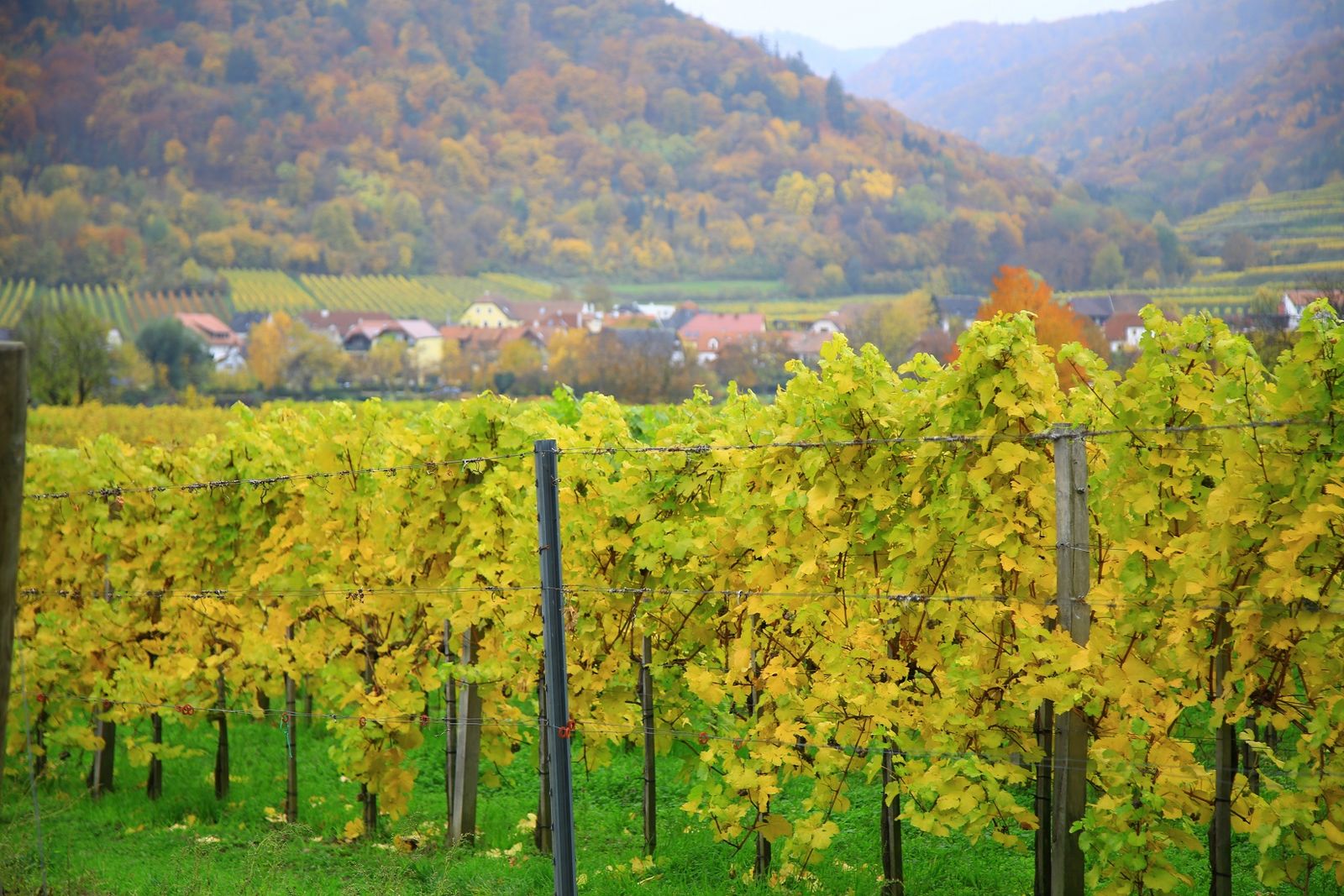 잎이 노랗게 물든 포도밭.