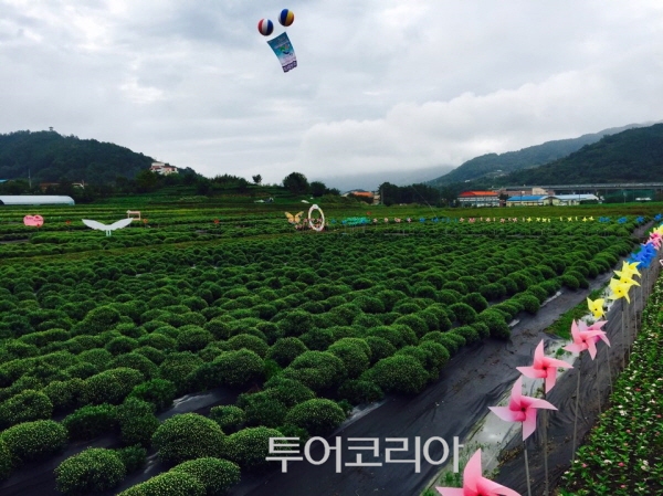 약초건강식품 이미지