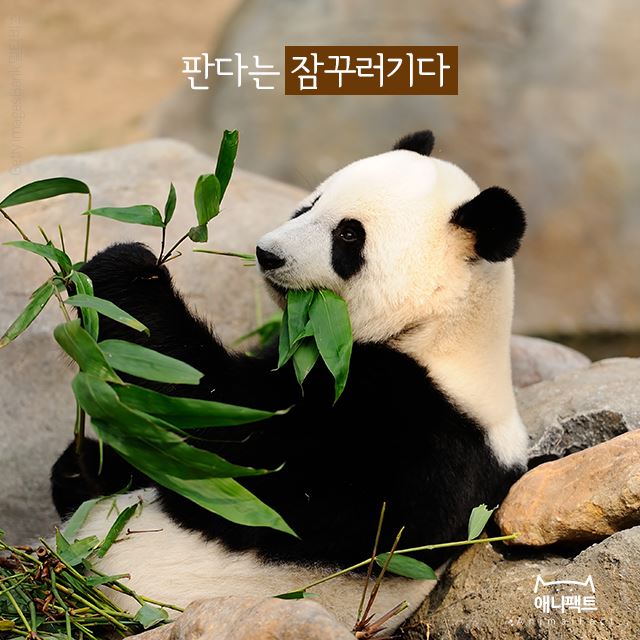 잠꾸러기 이미지