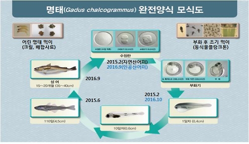 명태새끼 이미지