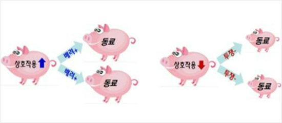 돼지도 인간과 닮은꼴..'품성 좋은 돼지' 성장·번식 잘한다 - 노컷뉴스