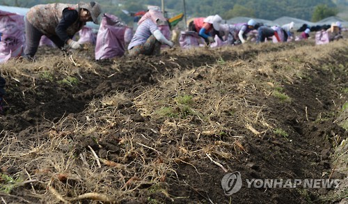 경남인삼 이미지