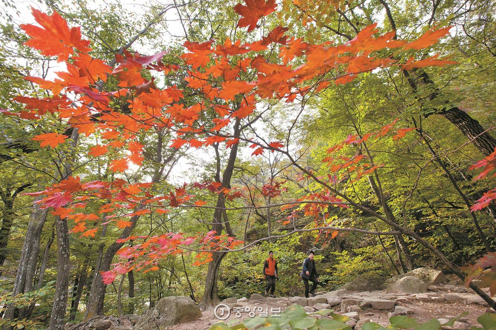 설악산 단풍 명소로 꼽히는 주전골. 망경대에서 가까워 함께 둘러보면 좋다. 지난 11일 촬영했다.