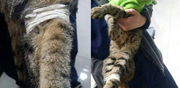 발 꽁꽁 묶인 채 쓰레기봉투에 버려진 고양이 - 오마이뉴스