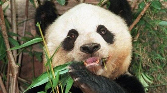 자자(佳佳) 이미지