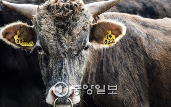 [서소문사진관] 멸종위기 칡소 명품소로 재탄생 된다 - 중앙일보