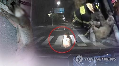 교동멧돼지 이미지