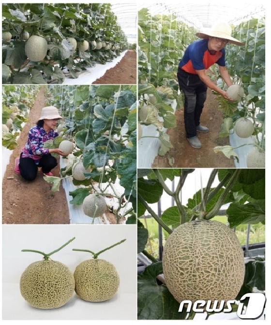 멜론2 이미지