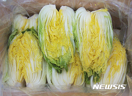 괴산시골절임배추영농조합법인 이미지