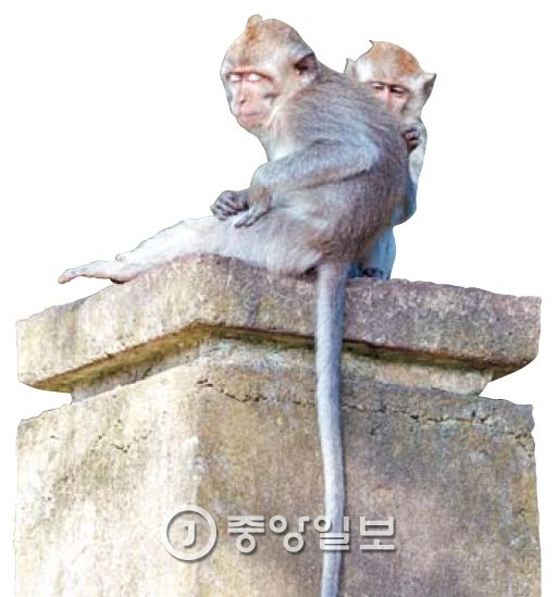 린자니산 남쪽 자락에서 만난 원숭이.