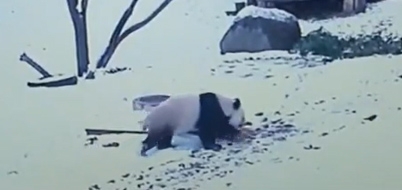 데굴데굴 이미지
