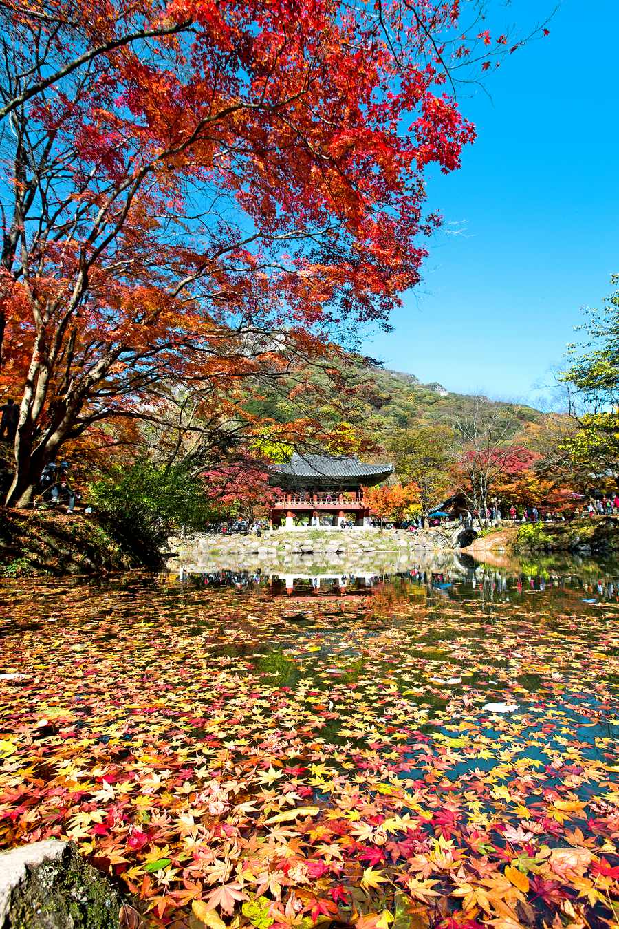 내장산국립공원 백양사 쌍계루의 풍경. 오색단풍이 수면을 가득 채웠다.