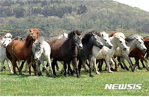 목마장에서 뛰놀고 있는 제주마