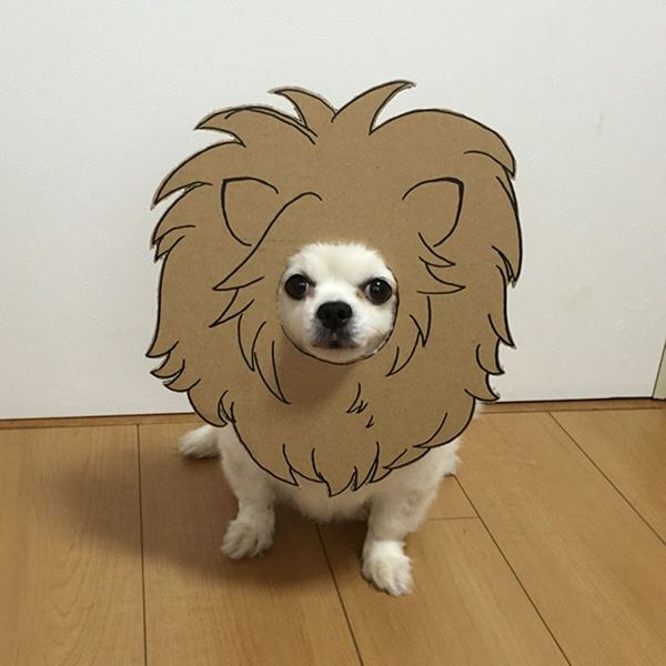 마메루 이미지