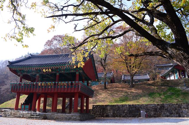 비로사.
