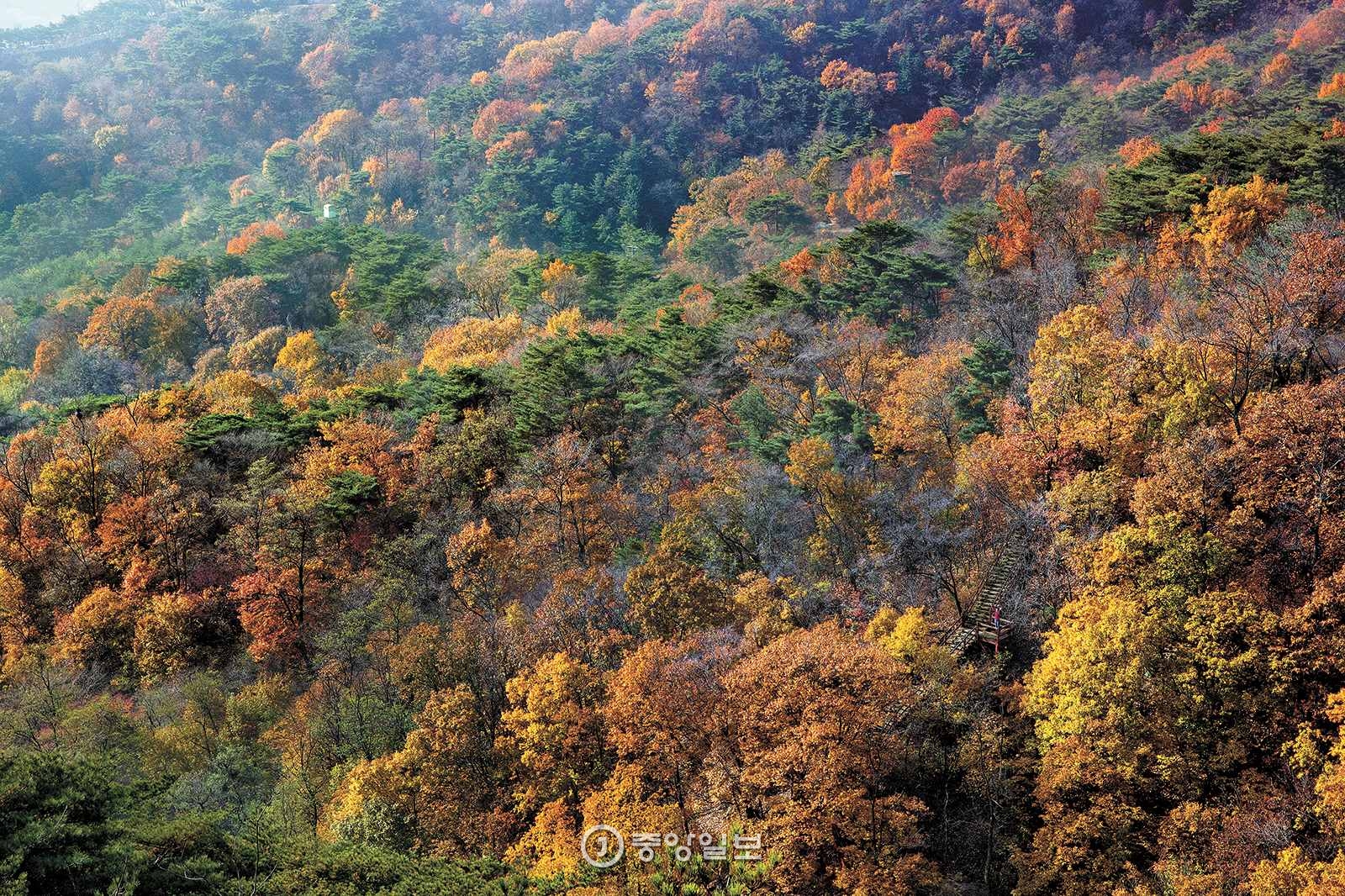 북악하늘길 2산책로는 1968년 북한 특수부대가 서울에 침투한 1·21사태 이후 41년 동안 일반인 출입이 금지됐던 성북천 계곡을 지난다. 북악산 동쪽 능선에서 내려다본 성북천 계곡의 단풍.