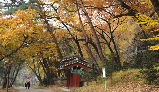 ◇나뭇잎을 털어내는 초목의 월동준비는 농익은 가을을 발산하는 또 다른 감흥이다. 이무렵 '낙엽 길' 따라 떠나는 만추기행에서는 굳은 마음에 감성의 훈풍을 불어 넣는 진한 여운을 느낄 수 있다. 사진은 경북 영천의 은해사 입구길.