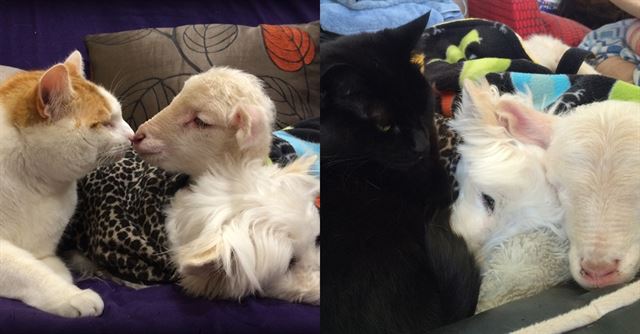 두 고양이 윌리엄(왼쪽)과 미시카(오른쪽)가 케니에게 친근감을 표시하고 있다. thedodo.com