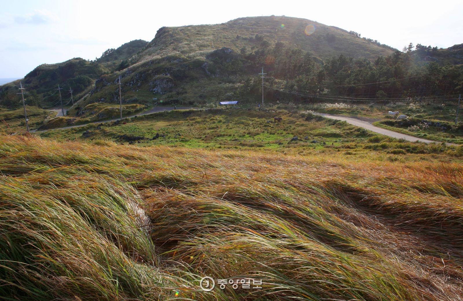 송악산 정상부. 탐방로가 폐쇄돼 정상에는 오를 수 없다. 마침 만개한 억새꽃이 눈부시게 빛나고 있었다.