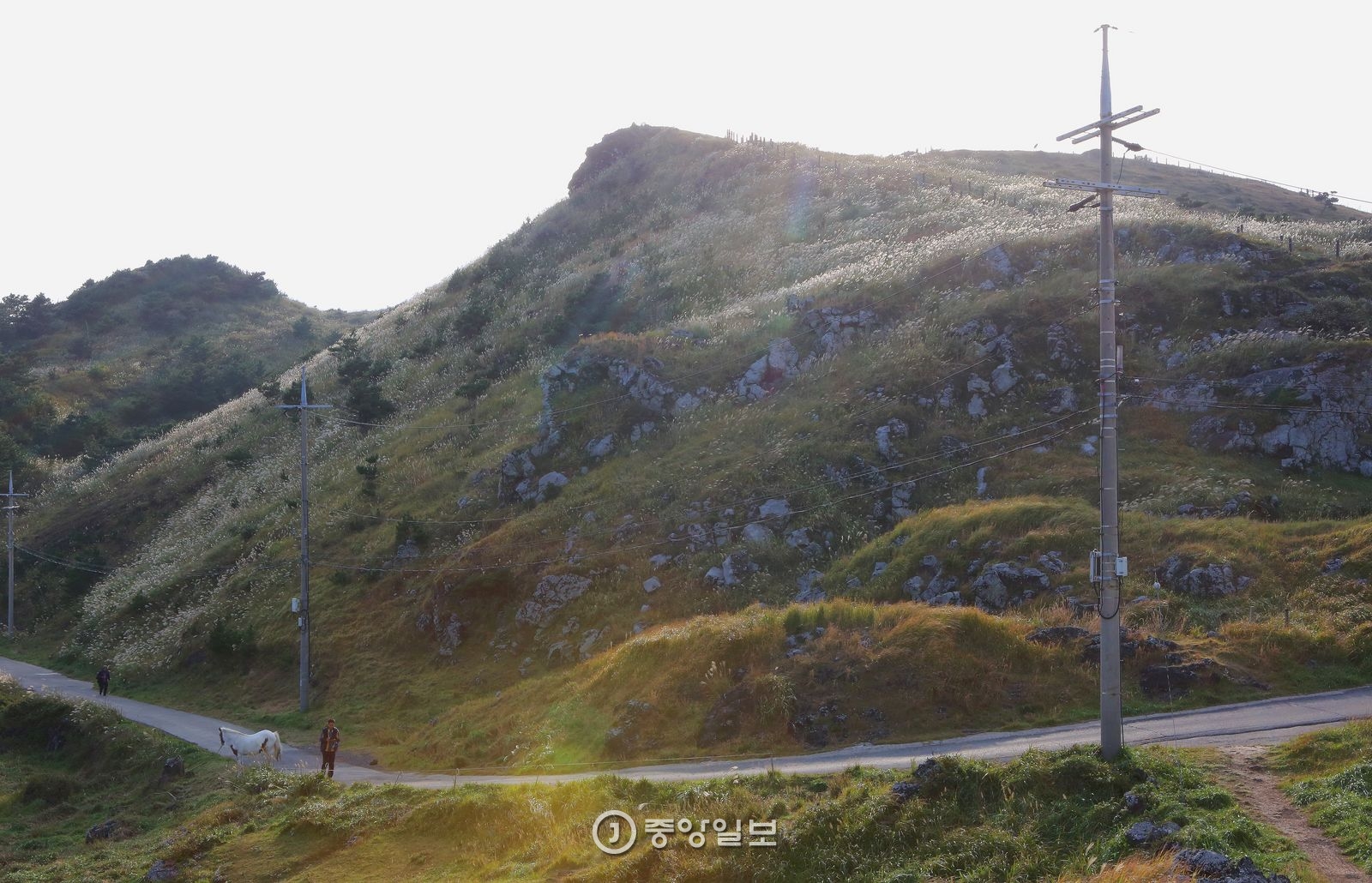 송악산 정상부. 탐방로가 폐쇄돼 정상에는 오를 수 없다. 마침 만개한 억새꽃이 눈부시게 빛나고 있었다.