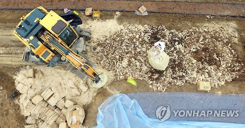 충북 5개 농가 AI 예방적 살처분..누적 마릿수 63만여마리 - 연합뉴스
