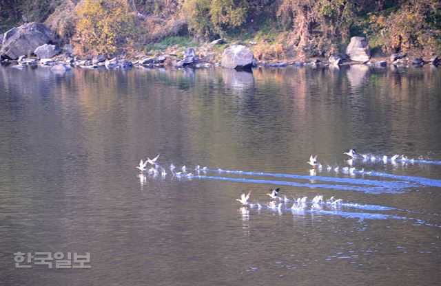 금강유원지 주변에서 오리 떼가 물을 박차며 날아오르고 있다.