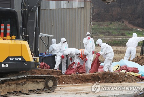 충북 AI 살처분 역대 최대 규모..20여일 만에 186만6천마리 - 연합뉴스
