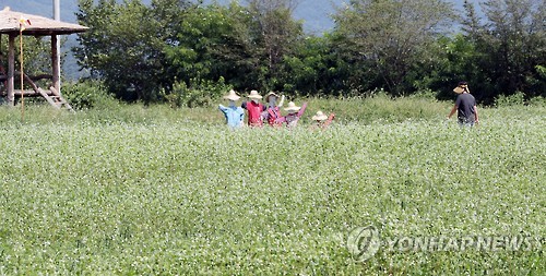 춘천막국수협의회 이미지
