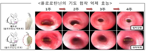 탄닌 이미지