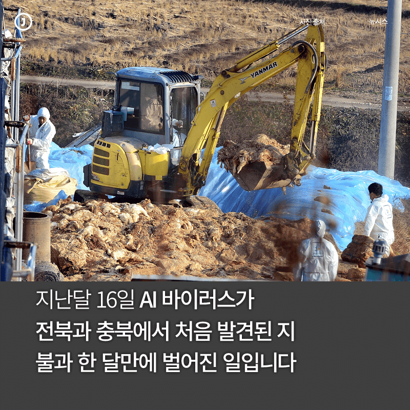 계란나라 이미지