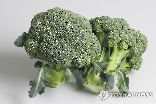 [연합뉴스 자료사진]