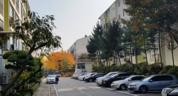 상록수 이미지
