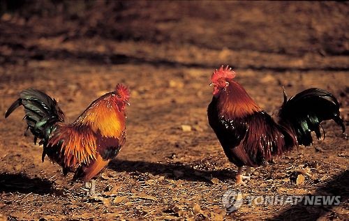 토종닭 이미지