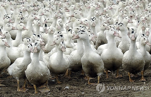 에이치비씨 이미지