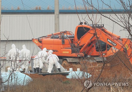 아산 산란계 농장서 AI 양성반응..16만여 마리 살처분 - 연합뉴스