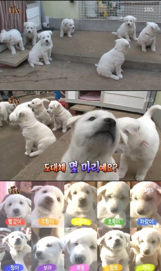 동물농장 이미지