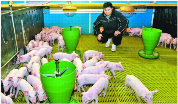 복돼지 이미지