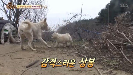 동물농장 이미지