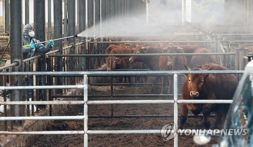 청주 보은 한우 이미지