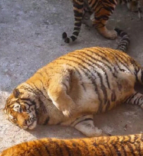 돼랑이 이미지