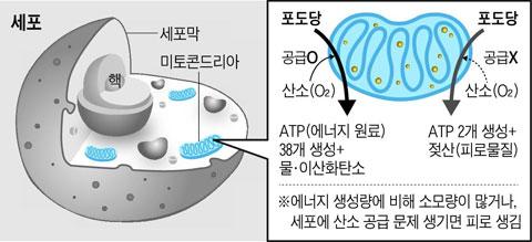 [헬스조선]세포에 산소 공급이 잘 안되면 피로감이 심해진다/조선일보 DB